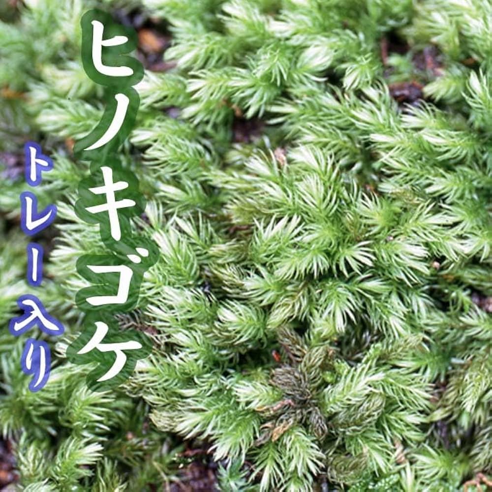 Amazon.co.jp: ヒノキゴケ 55×35cm トレー入り 苔 コケ ひのき